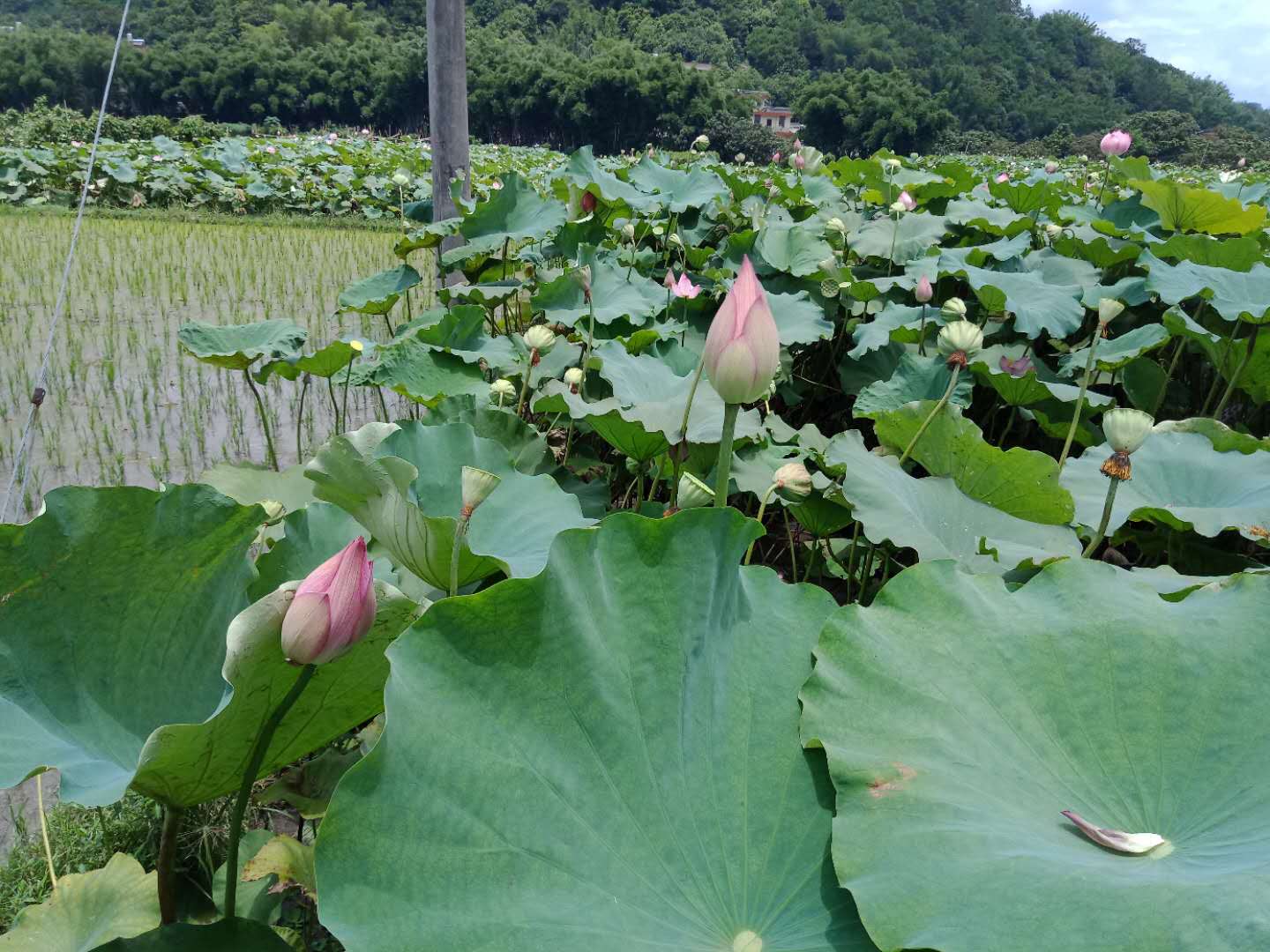 微信图片_20180802212655.jpg