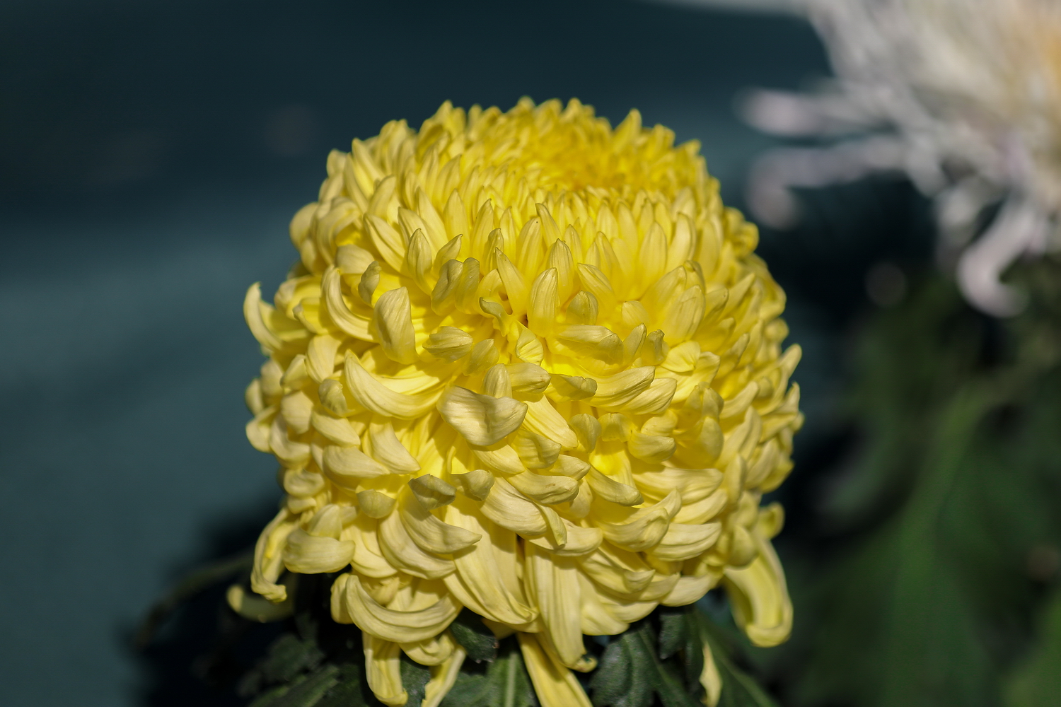041A2453-1_调整大小.jpg