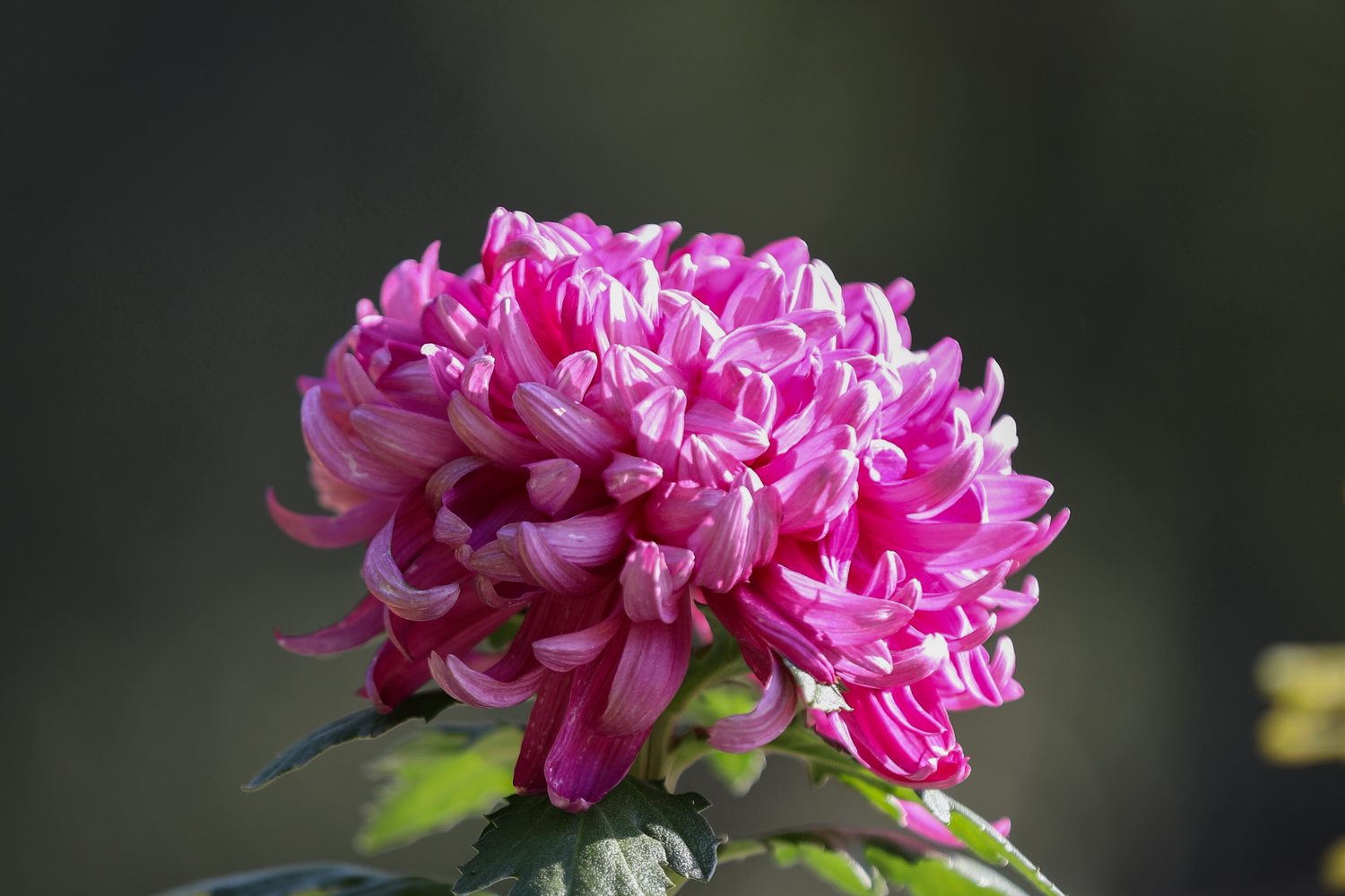 041A2474-1_调整大小.jpg