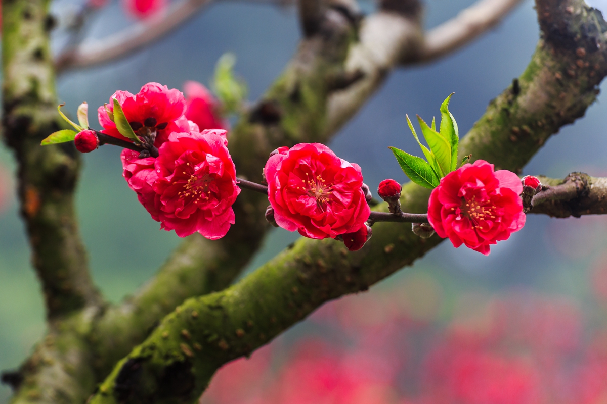 青秀春桃-1.jpg