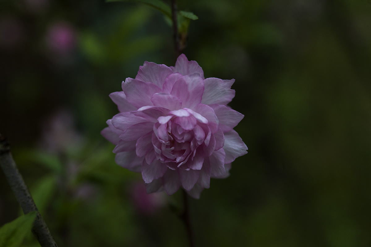 IMG_2795副本.jpg