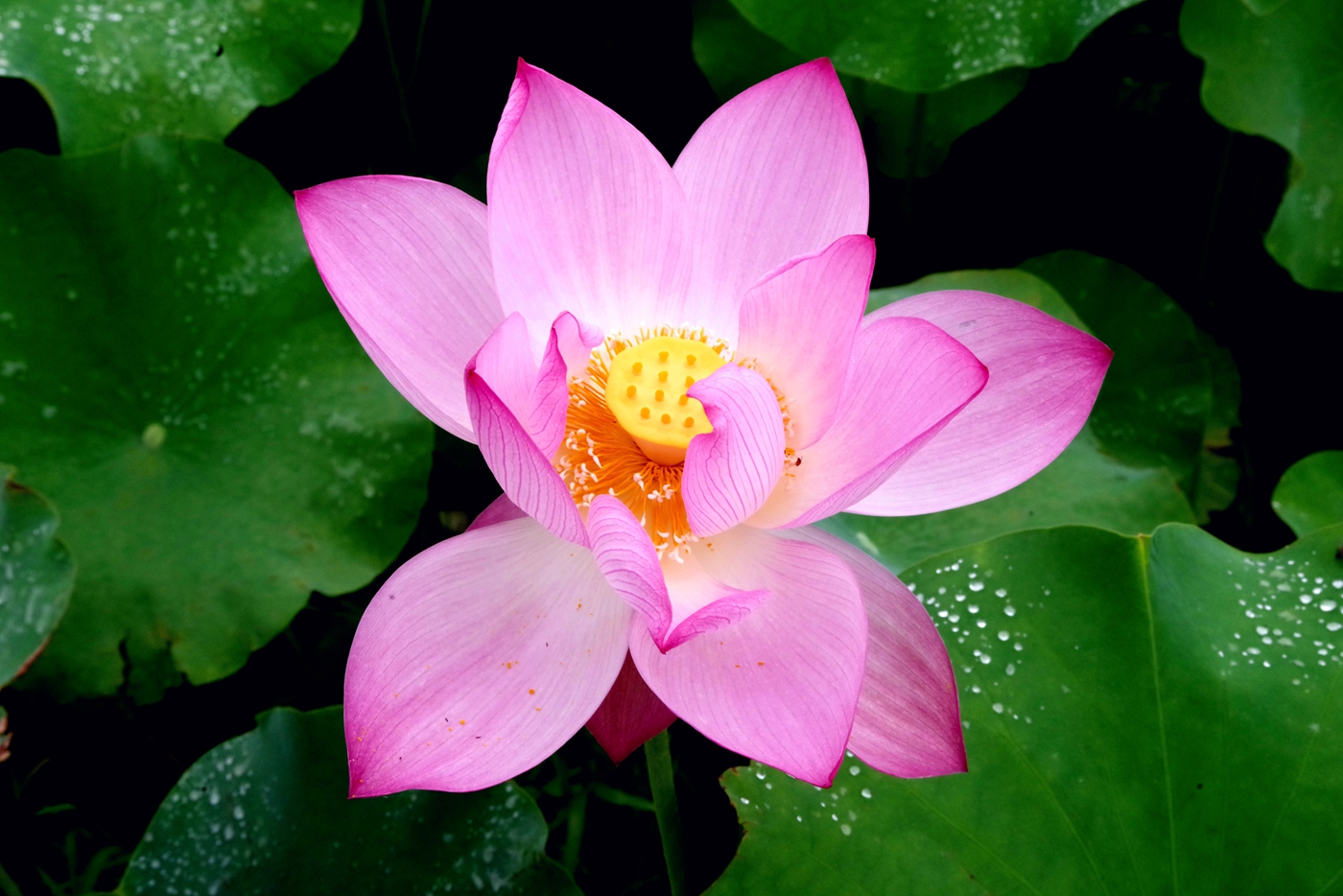 IMGP0287_副本.jpg
