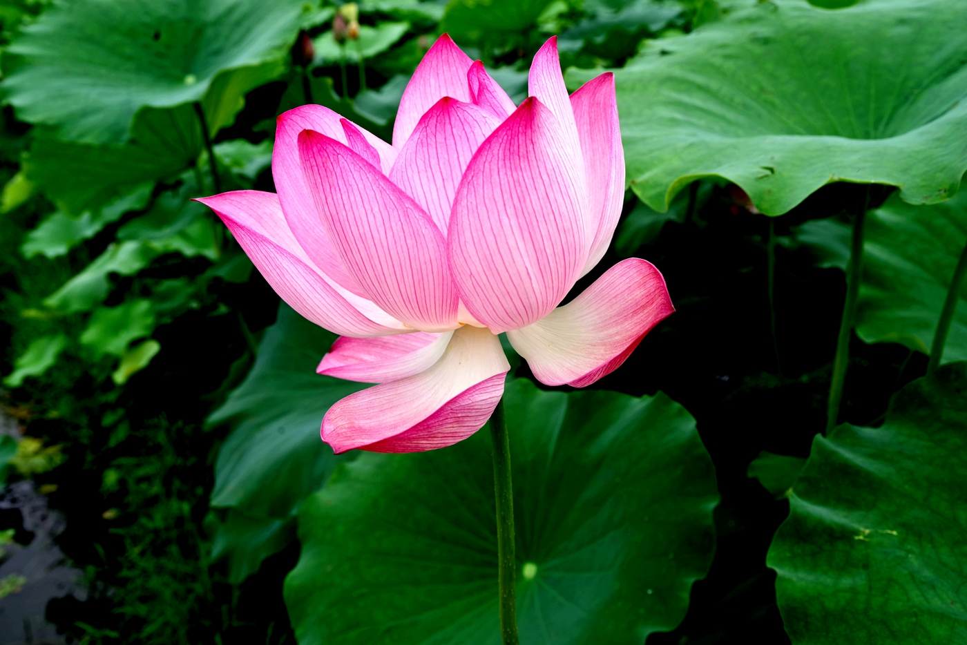 IMGP0420_副本.jpg