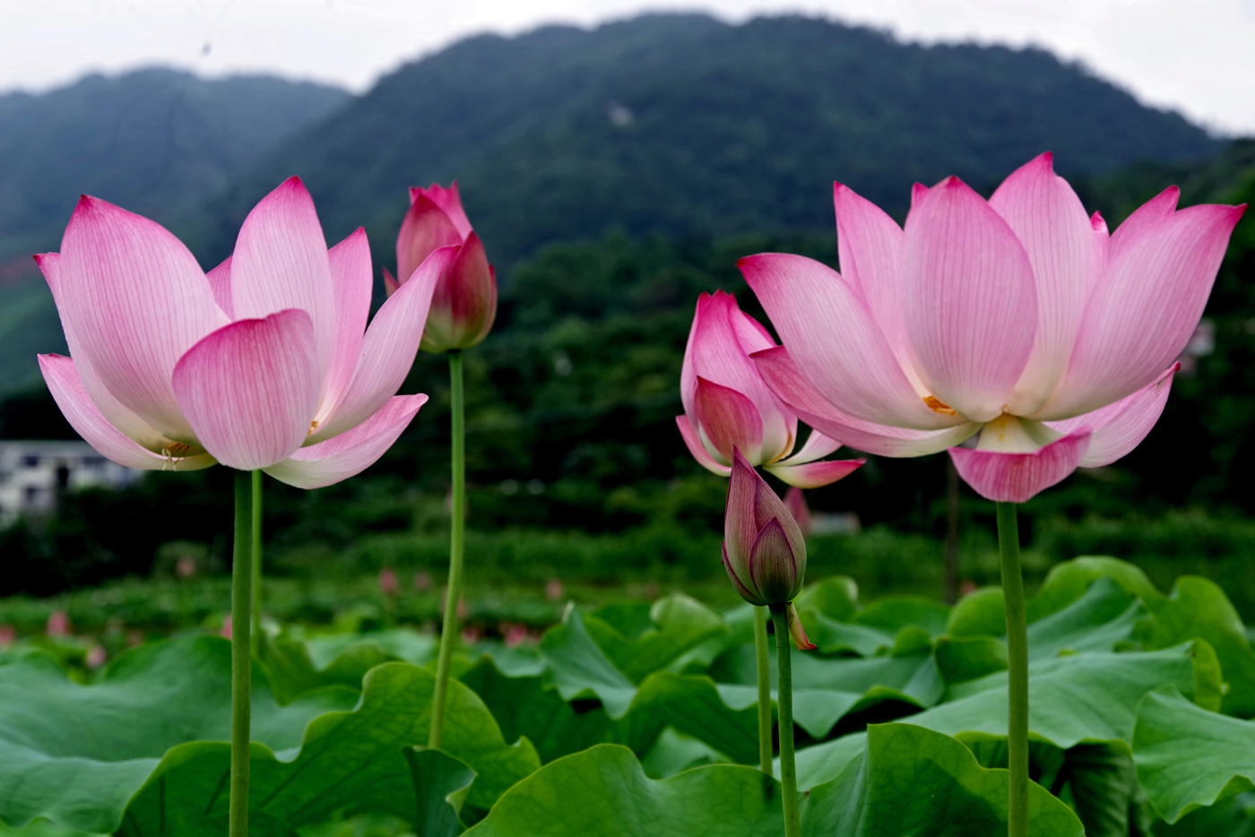 IMGP0414_副本.jpg