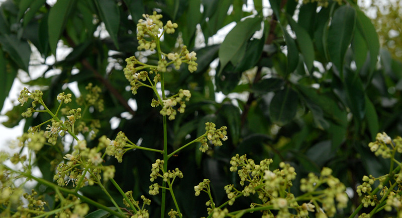 DSC_2452_副本.jpg