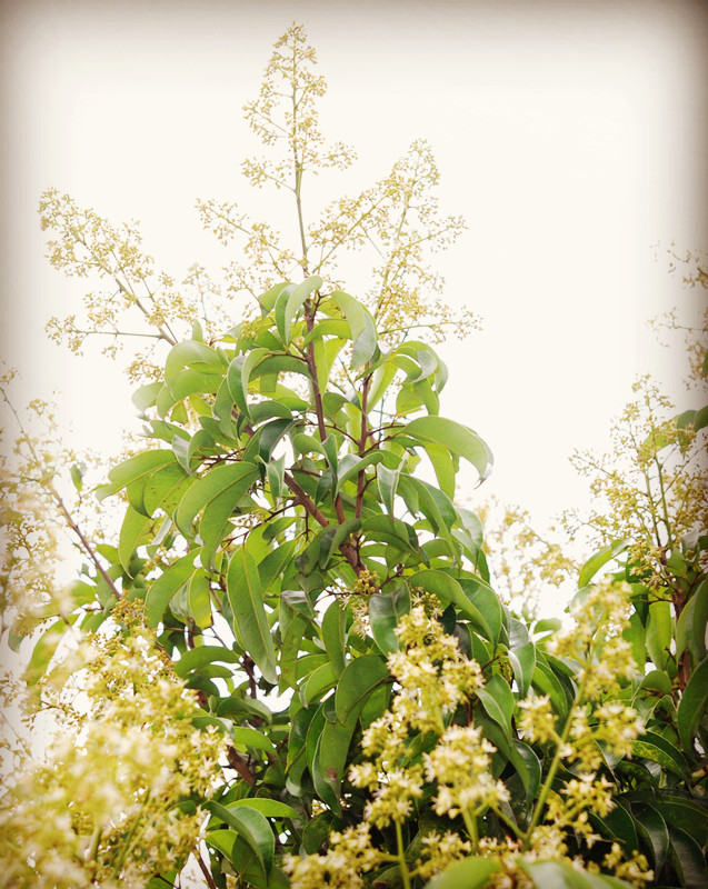 DSC_2470_副本.jpg