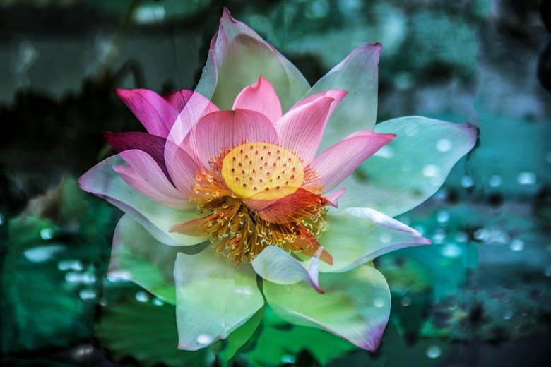 IMG_7920别样荷花别样请  _副本.jpg