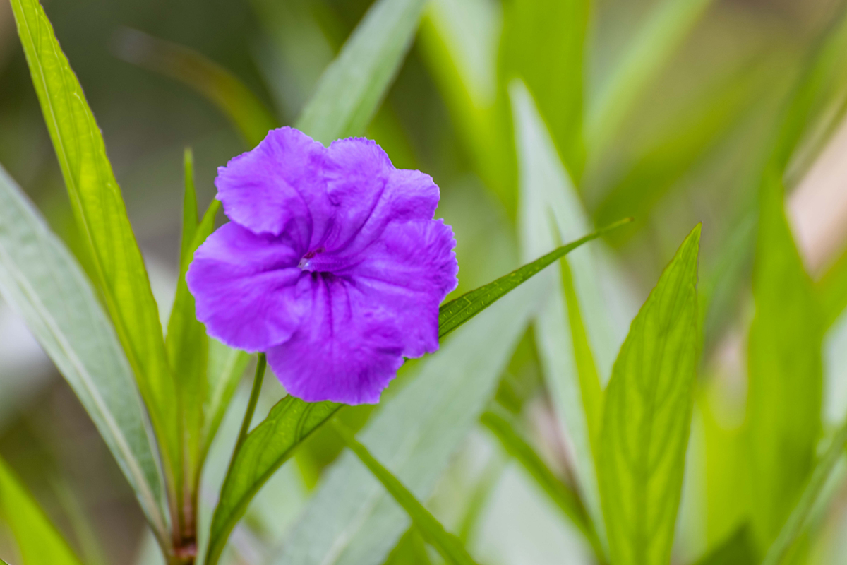 6X1A0580_副本.jpg