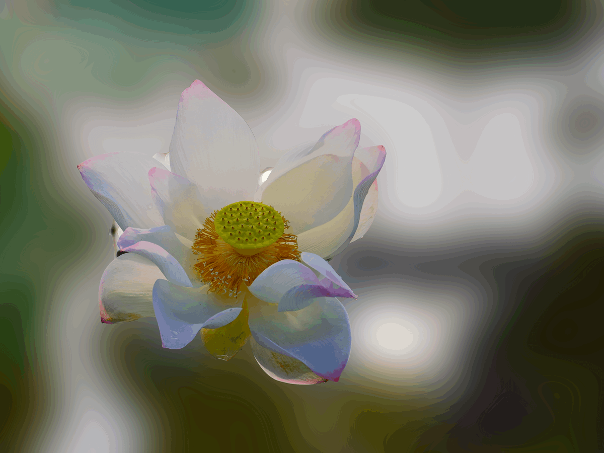 130233v46947d9usu95goo.gif
