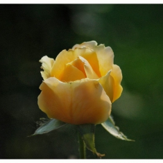 月季花