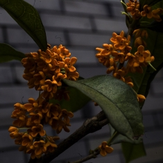黄桂花