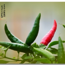 新人报到《辣椒也有情》