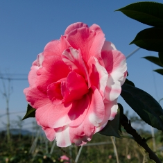 茶花志