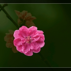 赏桃花