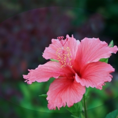 赏花