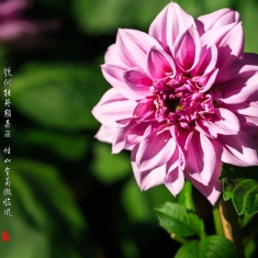 娇美的大丽花
