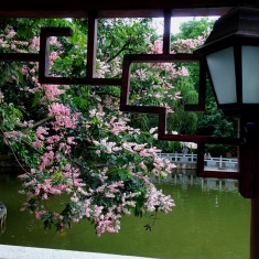 仪花美----金花茶公园