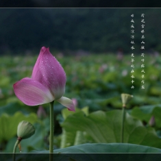 雨后荷之美