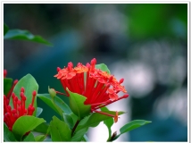 《冷叶知秋花》