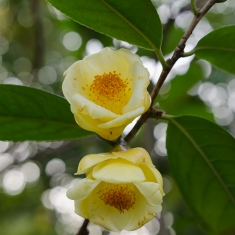金茶花