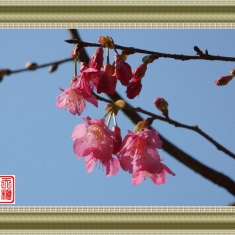 早春樱花迎"猴"开(1)