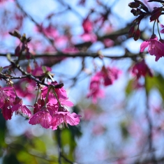 春花1