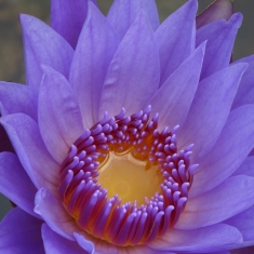 睡莲花 2