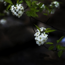 千树万树梨花开