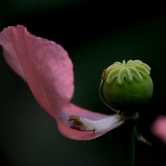 罂粟花蕊