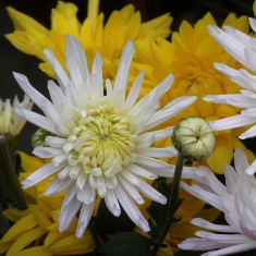 白菊花