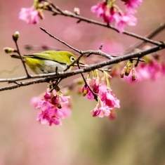 立春拍花鸟