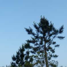 傍晚树梢