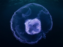 神秘的红海水母