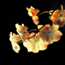 兰花