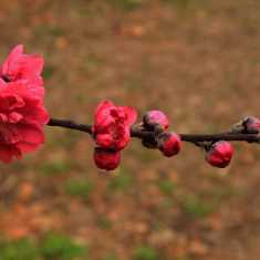 《桃花朵朵开》