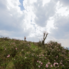 山地矮杜鹃花开