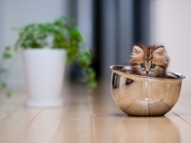Ben Torode：可爱小猫黛西