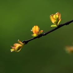 春芽初萌