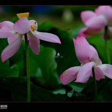 “夏荷”之2014季