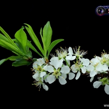 李花,桃花.