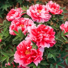 国色天香——洛阳牡丹