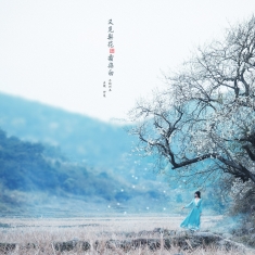 又见梨花·霜染白