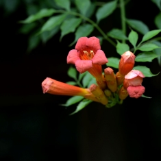 凌霄花