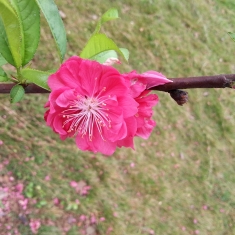 桃花 3
