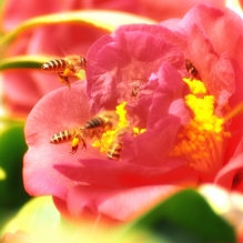 几只蜜蜂