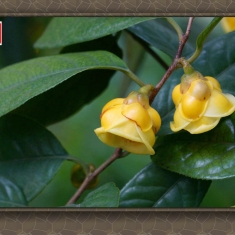 珍贵的金茶花(2)