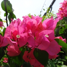 三角梅花等