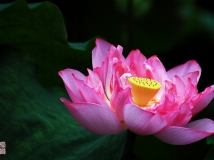 红荷
