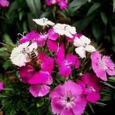 春花烂漫