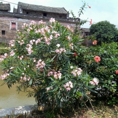 笔山花屋旁的花与车